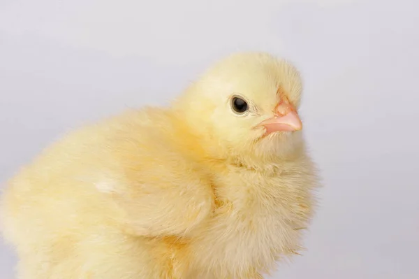 Söt gul kyckling isolerad på en grå bakgrund — Stockfoto