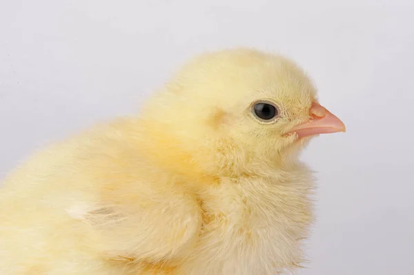 Χαριτωμένο κίτρινο κοτόπουλο που απομονώνονται σε ένα γκρίζο φόντο — Φωτογραφία Αρχείου