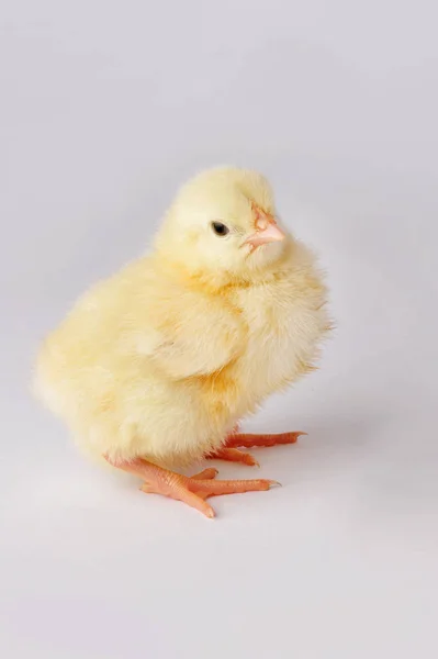 Ładny żółty kurczak na białym tle na szarym tle — Zdjęcie stockowe