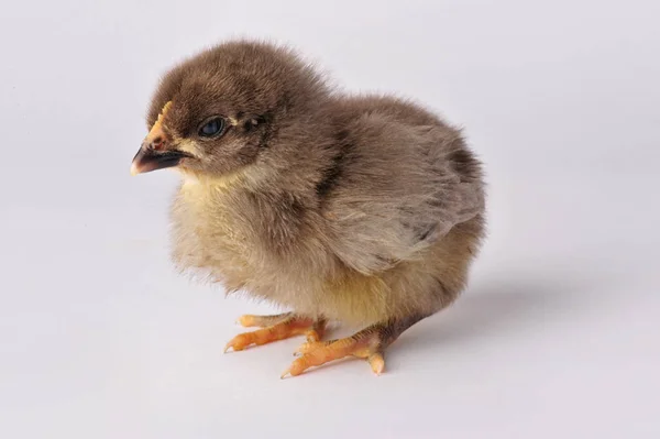 Mignon poulet brun isolé sur un fond gris — Photo