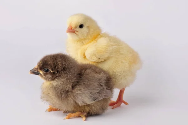 Dwa cute kurczak na białym tle na szarym tle — Zdjęcie stockowe