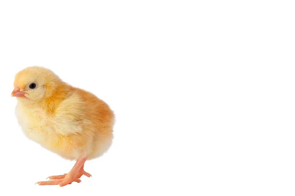 Söt gul kyckling på en vit bakgrund. Plats för inskrift — Stockfoto