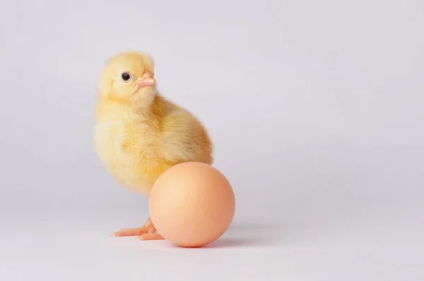 Roztomilé žluté kuře s vejcem, samostatný na šedém pozadí — Stock fotografie