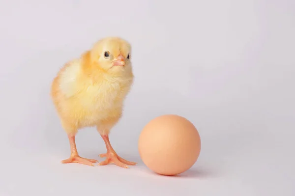 Ładny żółty kurczaka z jajkiem na białym tle na szarym tle — Zdjęcie stockowe
