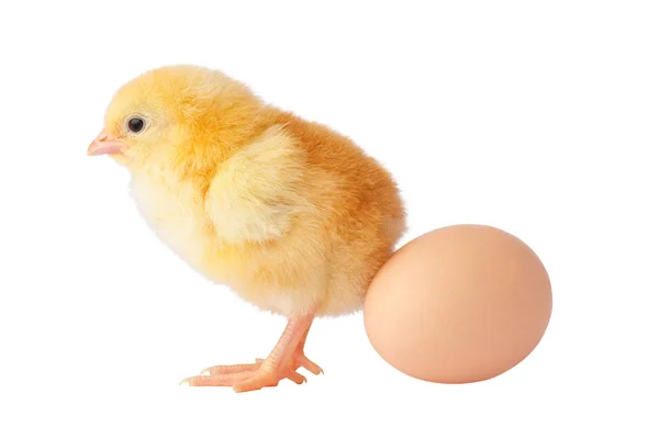 Lindo pollo amarillo con huevo sobre un fondo blanco —  Fotos de Stock