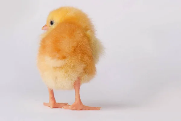 Roztomilé žluté kuře izolovaných na šedém pozadí — Stock fotografie