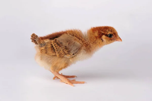 Gri bir arka plan üzerinde izole şirin kahverengi tavuk — Stok fotoğraf
