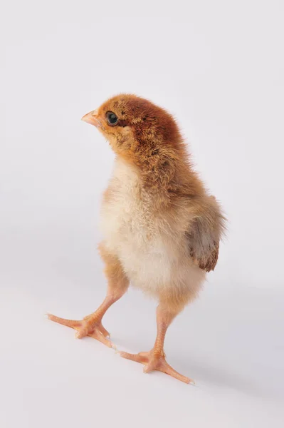 Lindo pollo marrón sobre un fondo gris — Foto de Stock