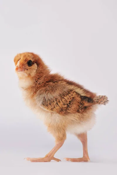 Lindo pollo marrón sobre un fondo gris — Foto de Stock