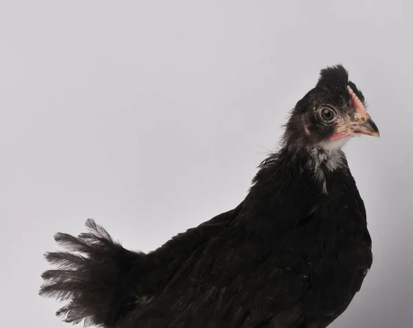 Black chicken isolated on a gray background, with a tufted