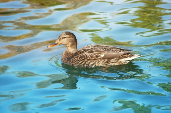 Graue Ente, hautnaher und persönlicher Blick im Wasser — Stockfoto