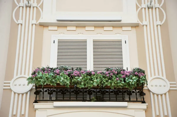 Blommor på väggen, stängda fönster, väggen i huset — Stockfoto