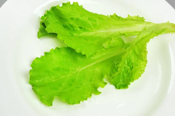Frischer grüner Eichensalat isoliert auf dem Teller — Stockfoto