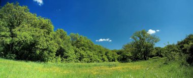 Yeşil bir çayırın panoraması, Novomoskovsk banliyösü, Ukrayna