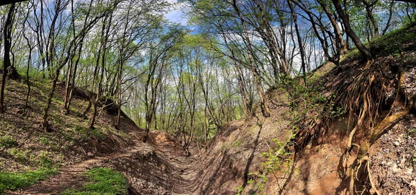 Panorama einer grünen Wiese, einem Vorort von novomoskovsk, Ukraine — Stockfoto