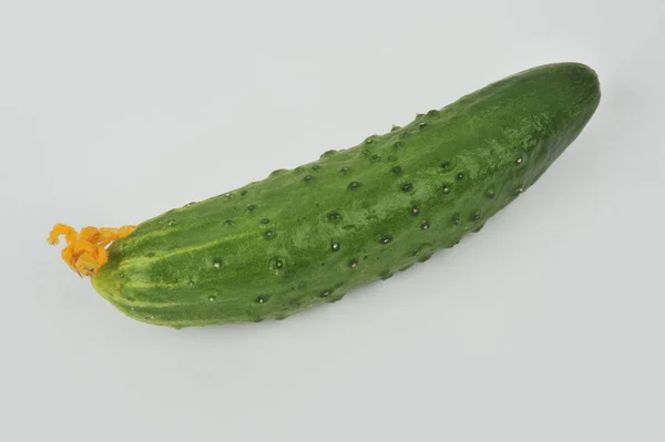Komkommer geïsoleerd op een geïsoleerde grijze achtergrond — Stockfoto