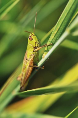 Yeşil çekirge - çim arka plan üzerinde makro atış