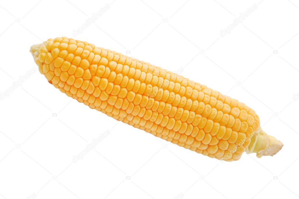 Sweet ripe Corn on a white isolated background