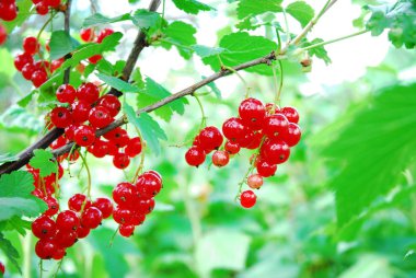Meyve bahçesinde taze frenk üzümü Ribes rubrum, Dnipro Ukrayna