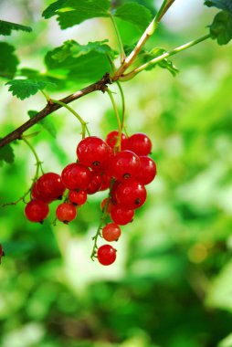 Meyve bahçesinde taze frenk üzümü Ribes rubrum, Dnipro Ukrayna