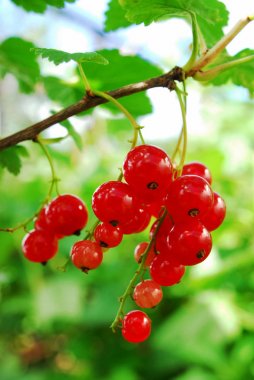 Meyve bahçesinde taze frenk üzümü Ribes rubrum, Dnipro Ukrayna