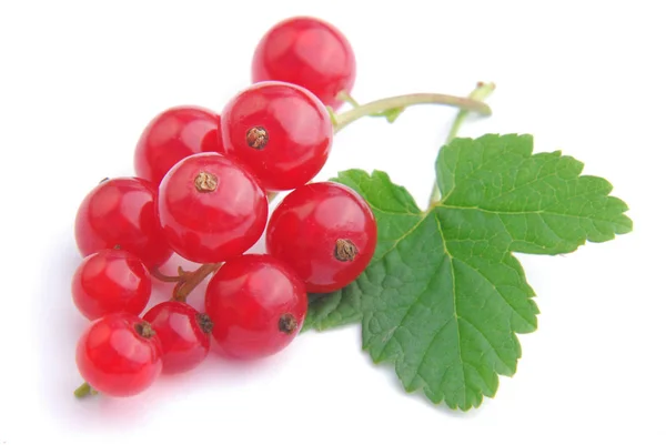 Grosella roja fresca con hoja sobre fondo blanco — Foto de Stock