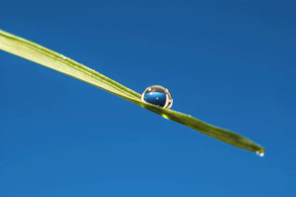 Lindas grandes gotas transparentes de orvalho de água na grama de perto. fundo céu azul brilhante — Fotografia de Stock