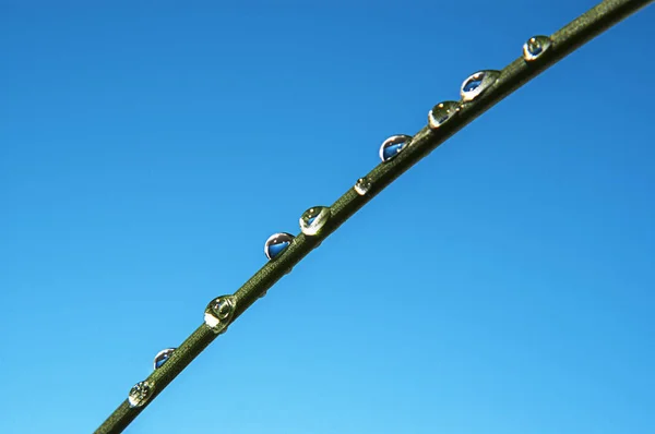 Belles grosses gouttes transparentes de rosée d'eau sur l'herbe de près. Fond bleu ciel lumineux — Photo