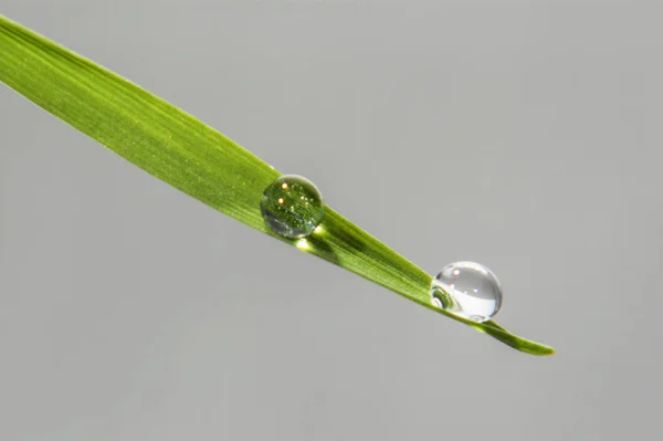 Belles grosses gouttes transparentes de rosée d'eau sur l'herbe gros plan sur fond gris — Photo