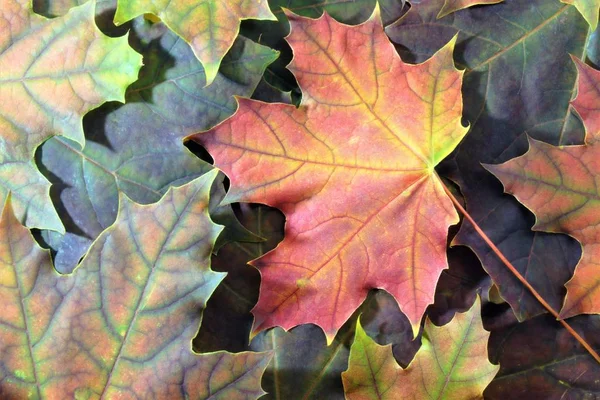 Autumn leaves falling, the colors are different. Beautiful autumn maple leaves yellow, red, green,orange, brown, Golden.