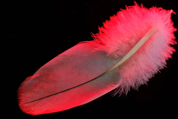 Feather bird pink, close-up isolated on black background, light and airy. The pen is lightweight material, allows birds to fly, used as decoration, writing tool and for design.