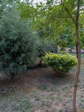 Parkta bakımlı ağaçlar