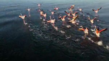 Flamingolar Mar Menor 'da, Murcia Bölgesi' nde altın sabah ışığında insansız hava aracı tarafından görüldü..