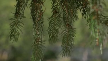 bir çam ağacının dalı