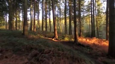 Bir orman yoluyla yolculuk ederken çekilen görüntüleri robot