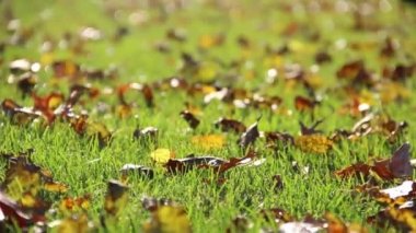 Çim izleme vuruşta düşen yapraklar