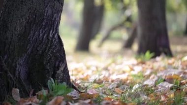 Sonbaharda dökülen yapraklar