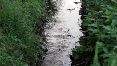 bir ormandaki akan Gölü