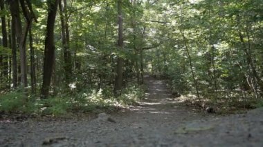Çakıl yol ormanlık bir parkta
