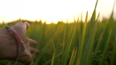 çim günbatımında sondaki el