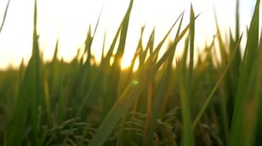 çim günbatımında sondaki el