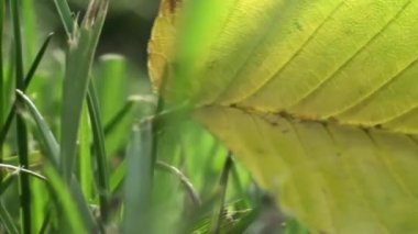 Handheld yakın çekim yaprak çim