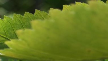 uzun otların arasında yaprak