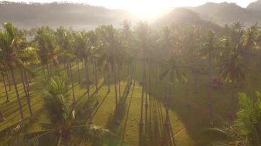 sabah güneşi doğru palmiye ağaçları