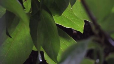 yaprakları düşen yağmur damlaları