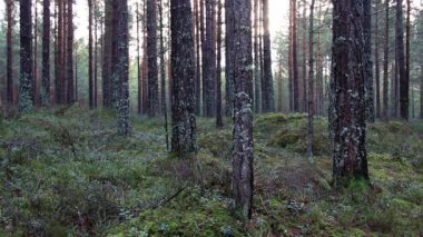 relax ile bu ücretsiz orman arka plan