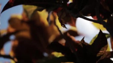 Güneş ışığı parlıyor yakın bırakır