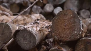 woodpile bir günlük halkaları üzerinde odaklanmış