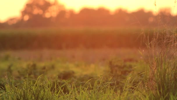 Güzel Bir Günbatımı Manzara Kırsal Kesimde — Stok video