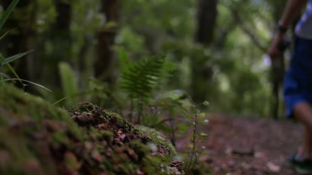 Pojke Vandring Genom Skog — Stockvideo